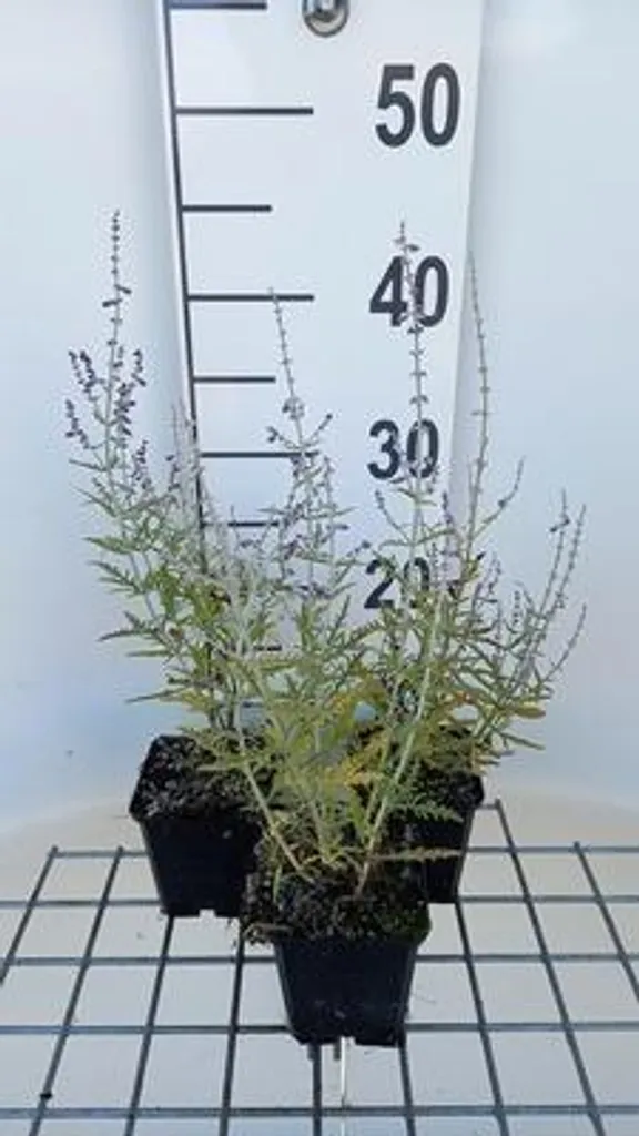 Aménager un Jardin sans Arrosage avec 6 Perovskia Blue Jean Baby 9 cm
