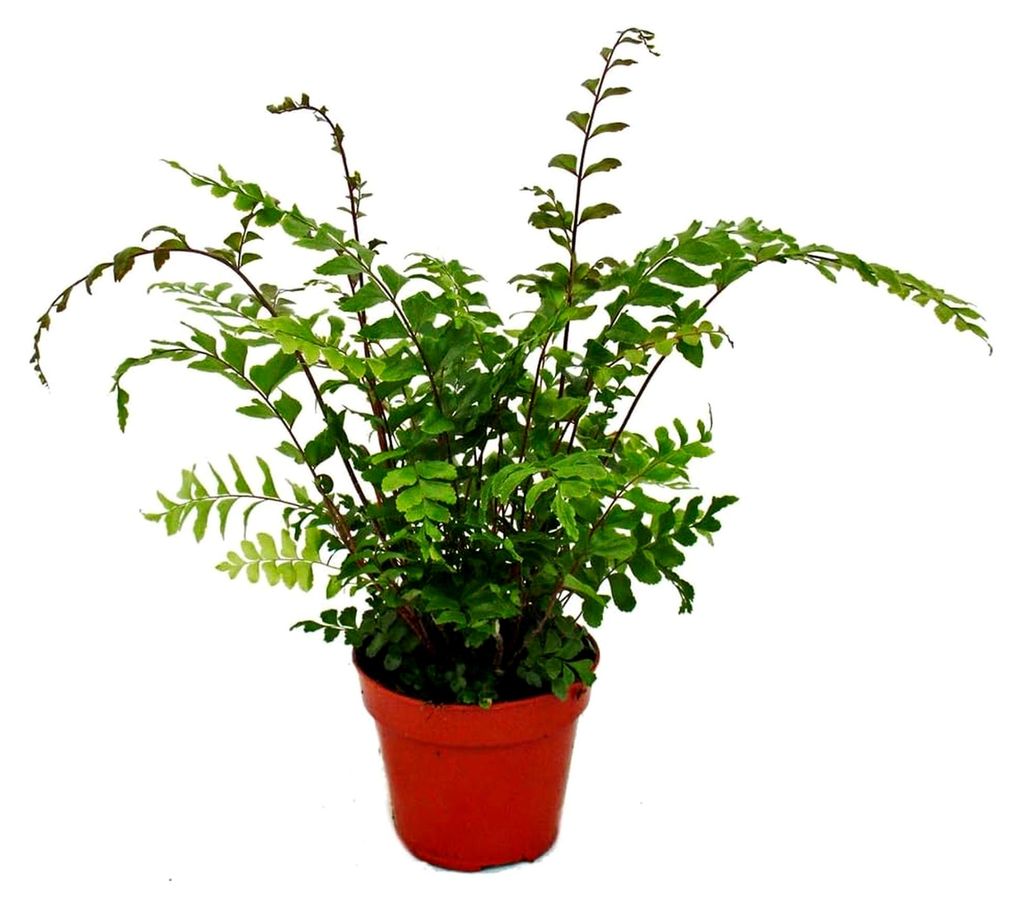 Farn - 3er Set - bestehend aus 3 besonderen Farnarten im 12cm Topf