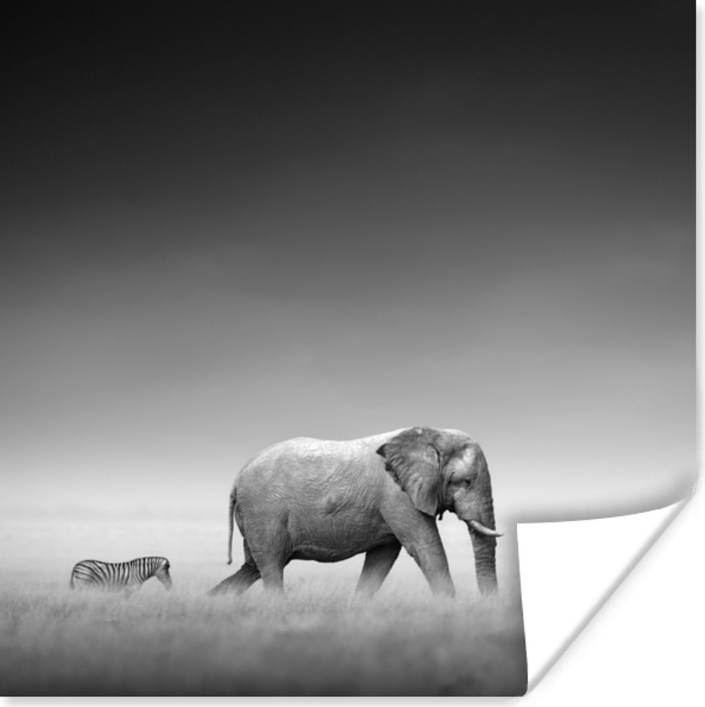 MuchoWow Poster Elefant - Tiere - Landschaft - Schwarz und weiß - Zebra 75x75 cm - Wand Dekoration