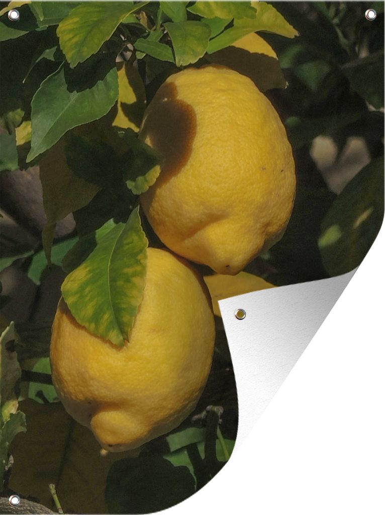MuchoWow 60x80 cm Outdoor-Poster Gartendeko Sichtschutz Garten Poster für den Garten Hängende Zitronen, umgeben von den aromatischen Zitronenb...