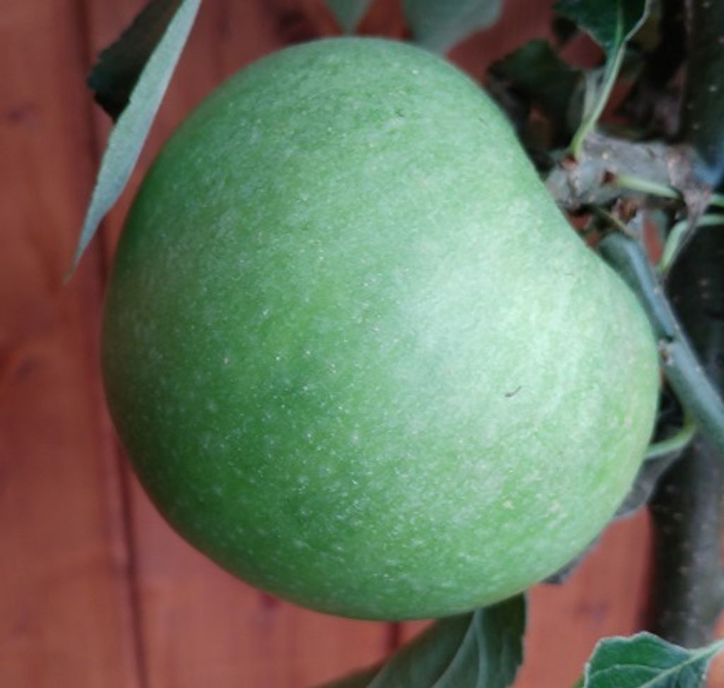 Granny Smith Apfelbaum Produktbild 
