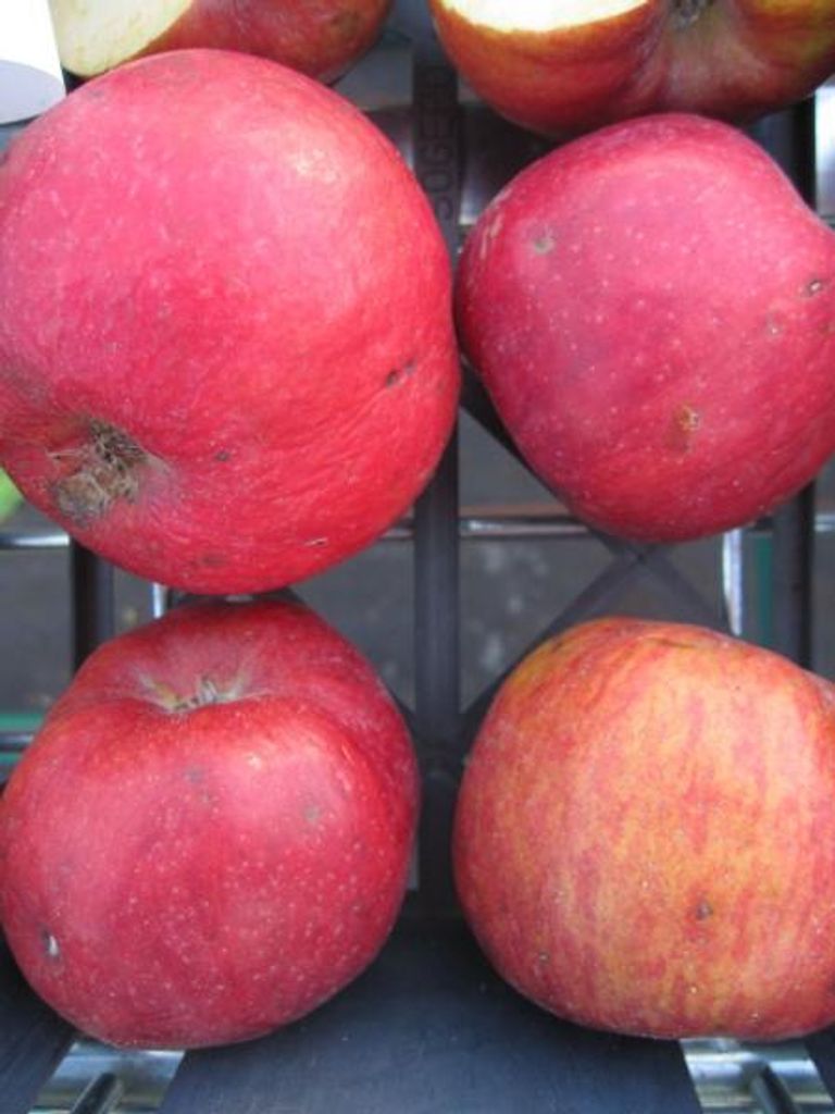 Malus Himbeerapfel Lübben - Winterapfel Himbeerapfel Lübben - Apfelbaum