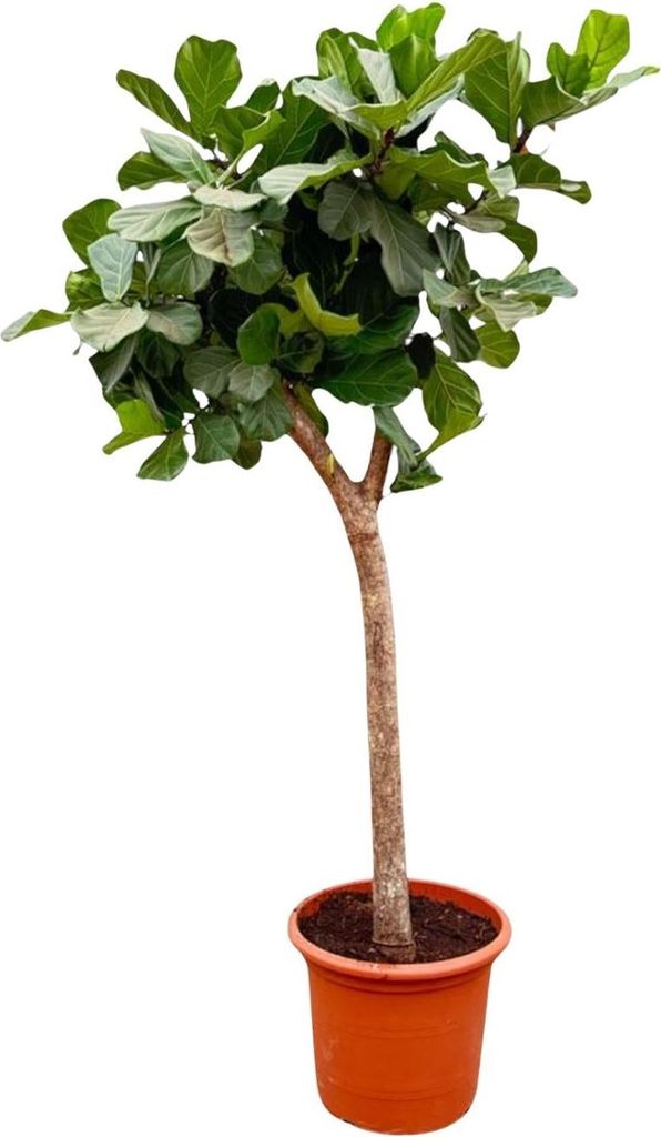 Ficus Lyrata Baum XXL 230cm Geigenfeige extra große Zimmerpflanze Ø40-45cm