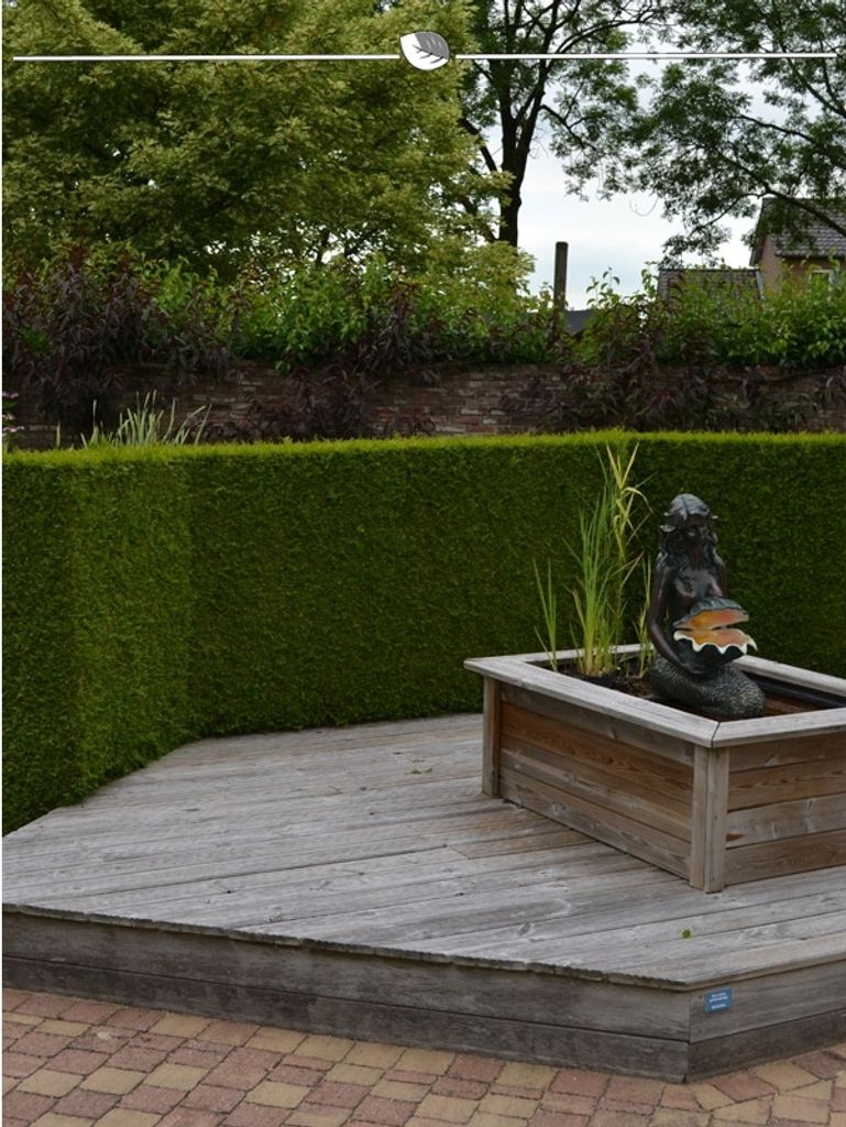 Lebensbaum Thuja Brabant 140-160 cm, 8x Heckenpflanze Produktbild 1