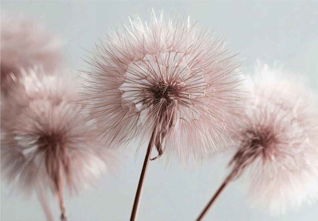 Fototapete Pusteblume Boho Natur - 400x280 cm - inklusive kleister - Vlies Tapete - Vliestapete Wohnzimmer Schlafzimmer Küche Modern Wandtapete