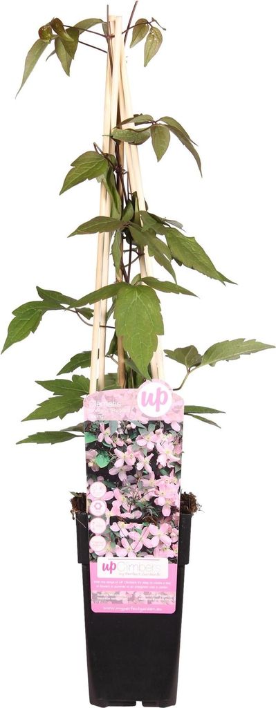 Waldrebe – Clematis Montana 'Fragrant Spring' – Ø15cm – 65cm – Kletterpflanze mit rosa Blüten – Schnellwüchsig & duftend