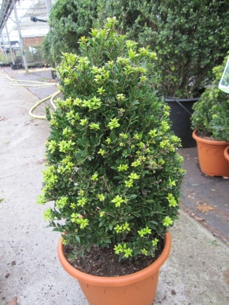 Ilex crenata Twiggy Kegel - Berg-Ilex Twiggy Kegel