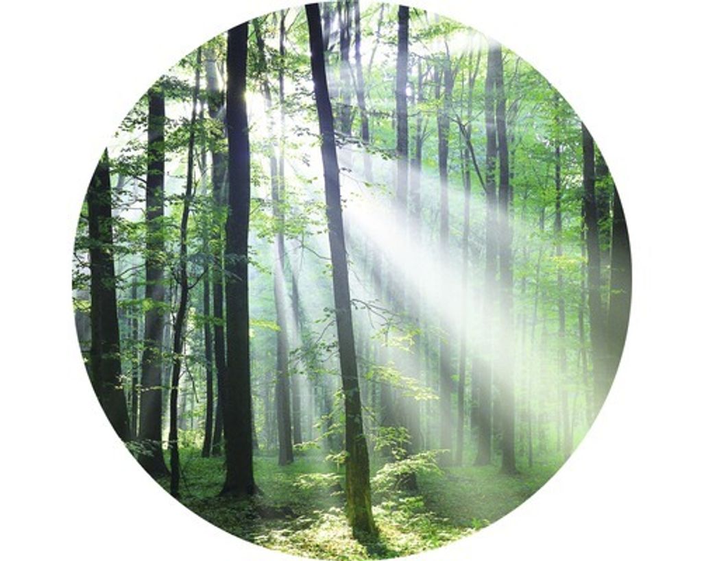 Glasbild Forest Harmony III Ø 20 cm