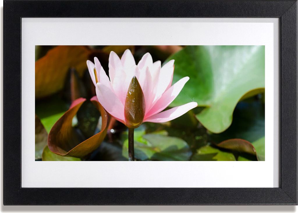 Bild 30x20 MDF-Rahmen Wandkunst Natur Blume Pflanze