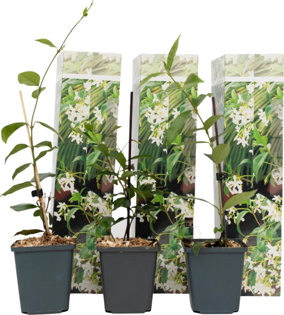 Three potted plants with white flowers and green leaves, displayed in front of packaging with floral imagery.