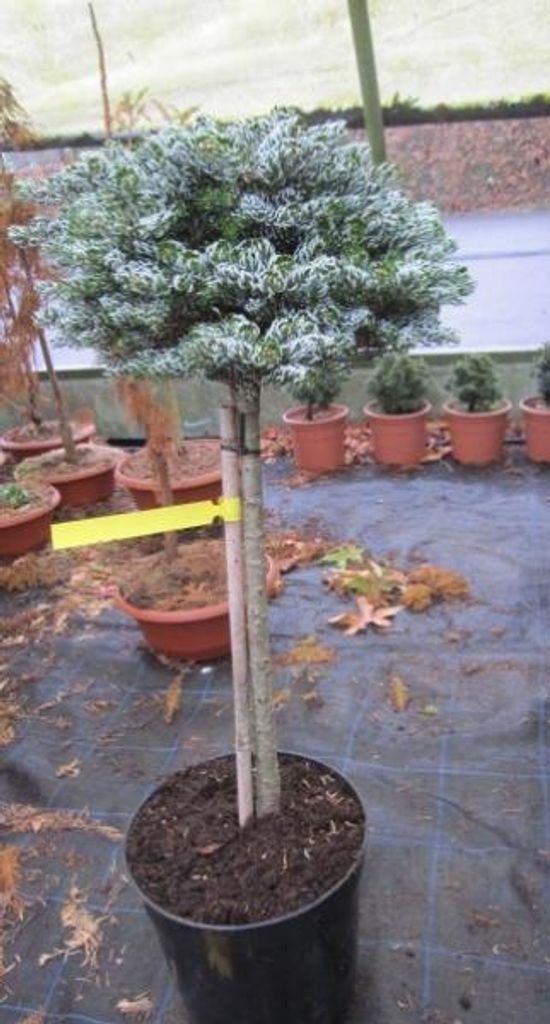 Stamm 40cm Koreatanne Kohouts Icebreaker - Abies koreana
