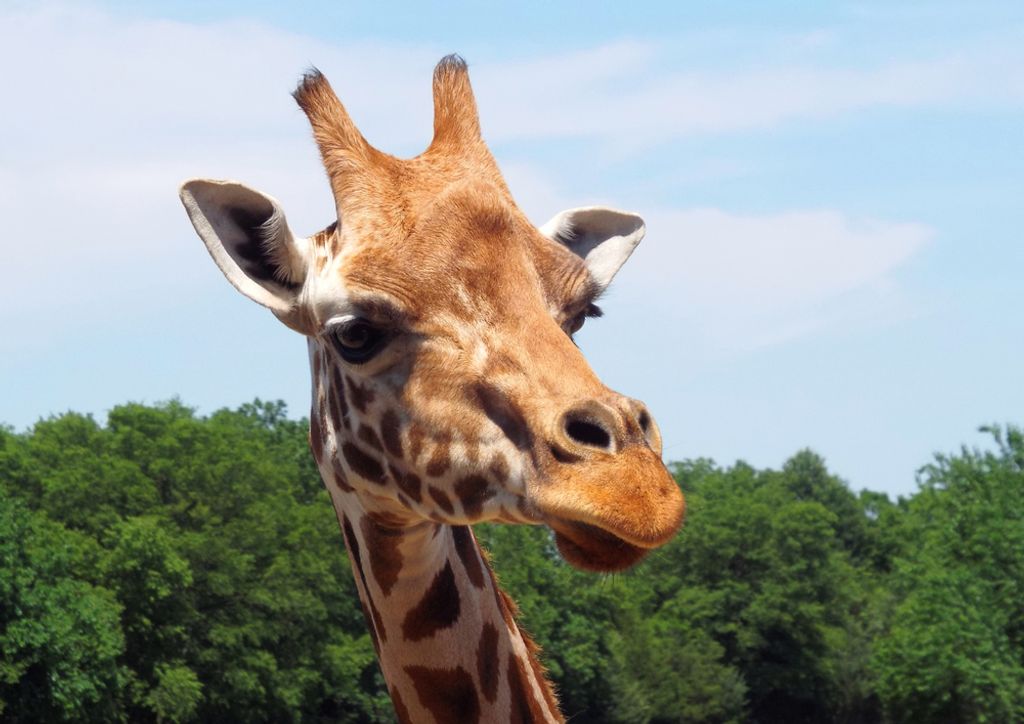 hansepuzzle 71112 - Giraffe Puzzle, 260 Teile, Natur, 41,0 x 28,0cm mit hochwertiger Aufbewahrung, Kartonbox und wiederverschließbarem Beutel