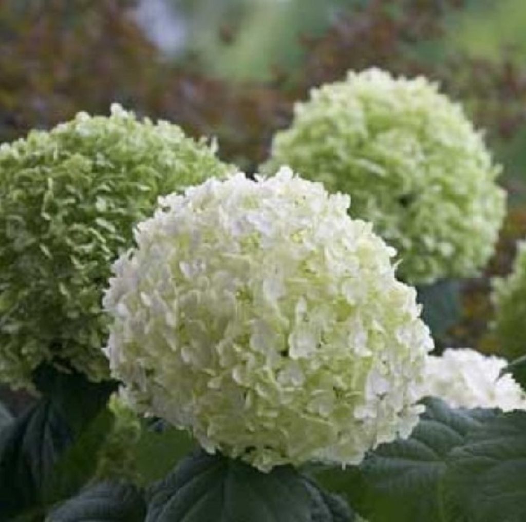 Hortenzie  - Hydrangea 'Incrediball Strong'  | 40–50 cm v Obrázok produktu 