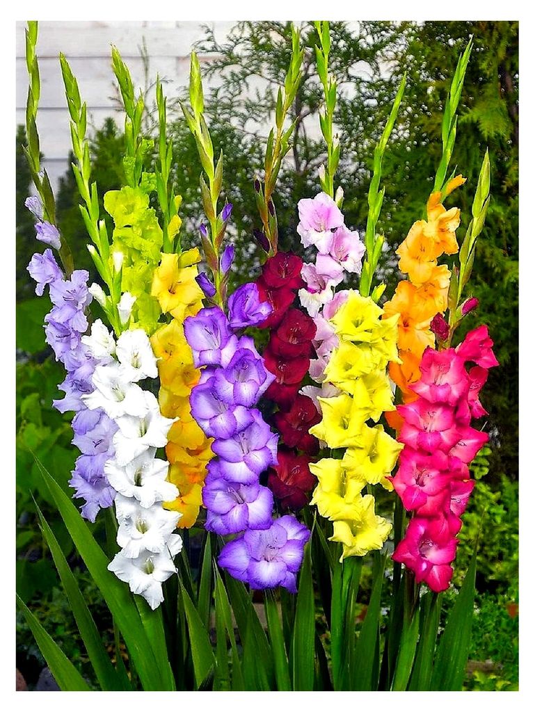 Mischung großer Papagei-Gladiolen 20 Zwiebeln Schnittblumen