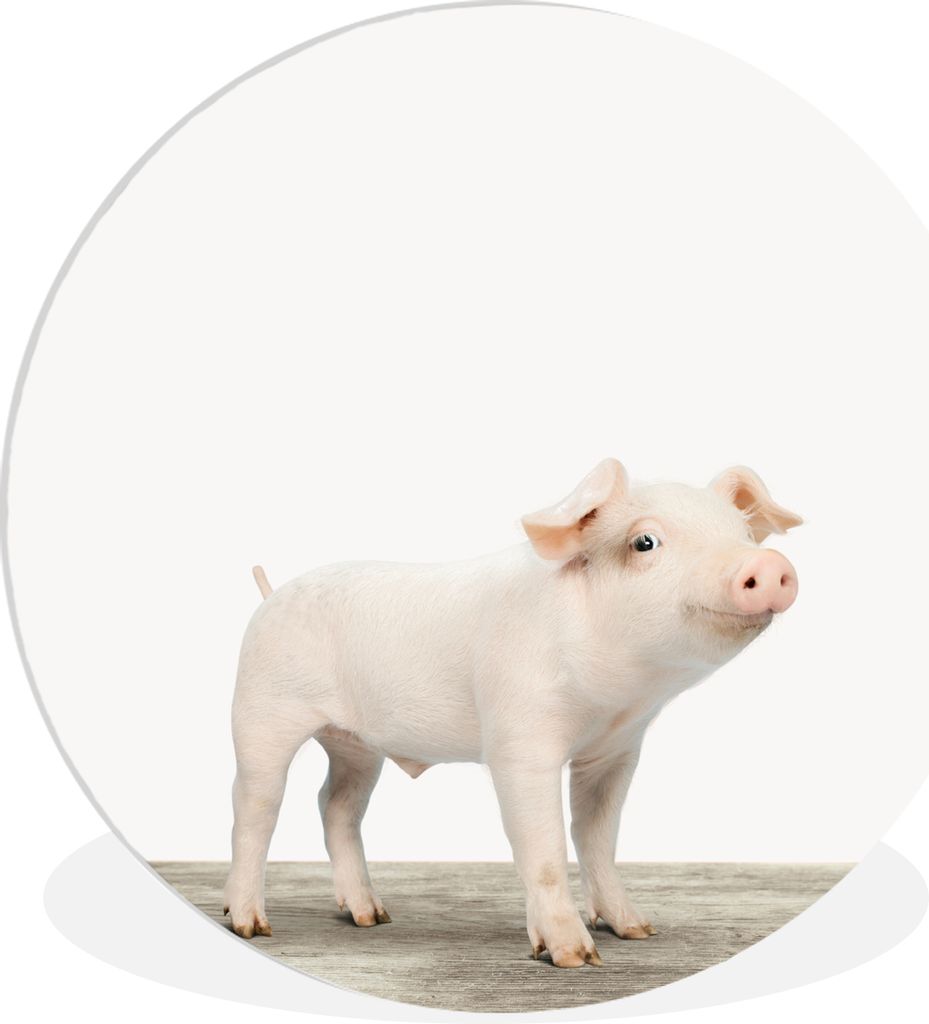 MuchoWow Rundes Wandbild - Runde Bilder Ferkel - Groß - Tiere - Rosa - Jungen - Mädchen - Kinder Ø 30 cm Kreis Wanddekoration Kunststoff - Wan...
