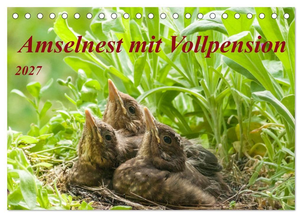 Amselnest mit Vollpension (Tischkalender 2027 DIN A5 quer), CALVENDO Monatskalender