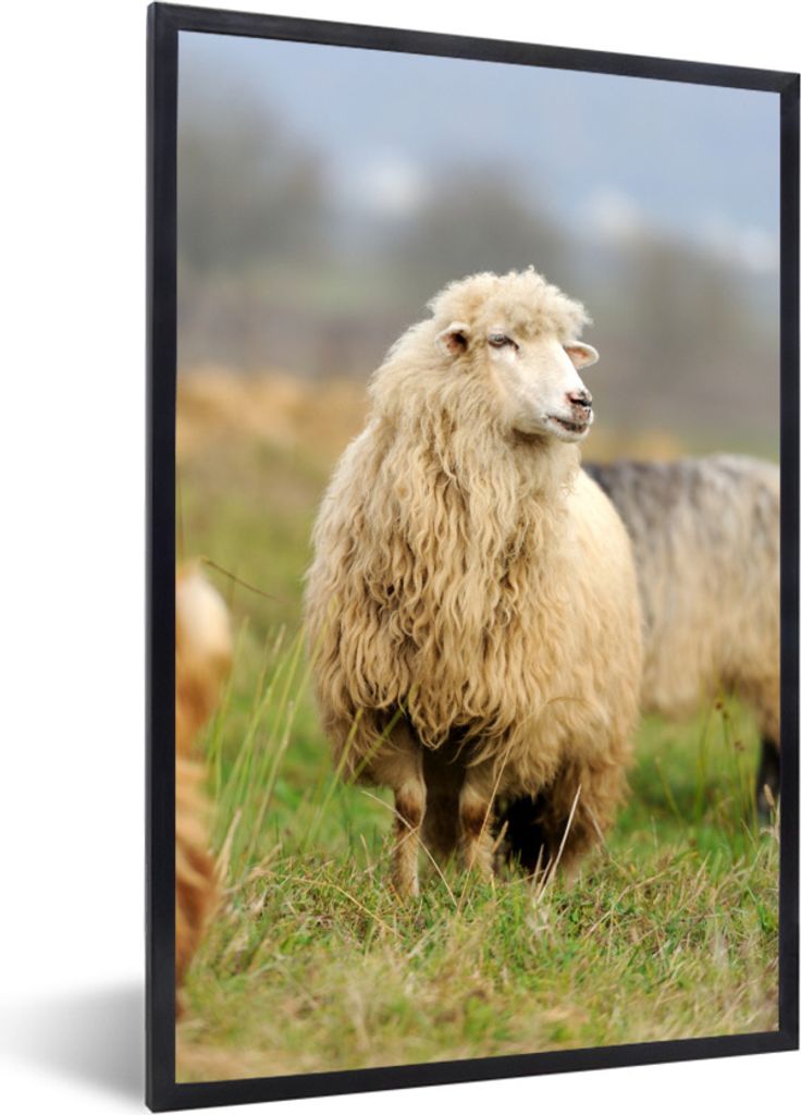 MuchoWow Gerahmtes Poster Schafe - Wolle - Gras 20x30 cm - Poster mit Schwarzem Bilderrahmen Wandposter Rahmen Foto Bilder - Drucken - Bilder Pos...