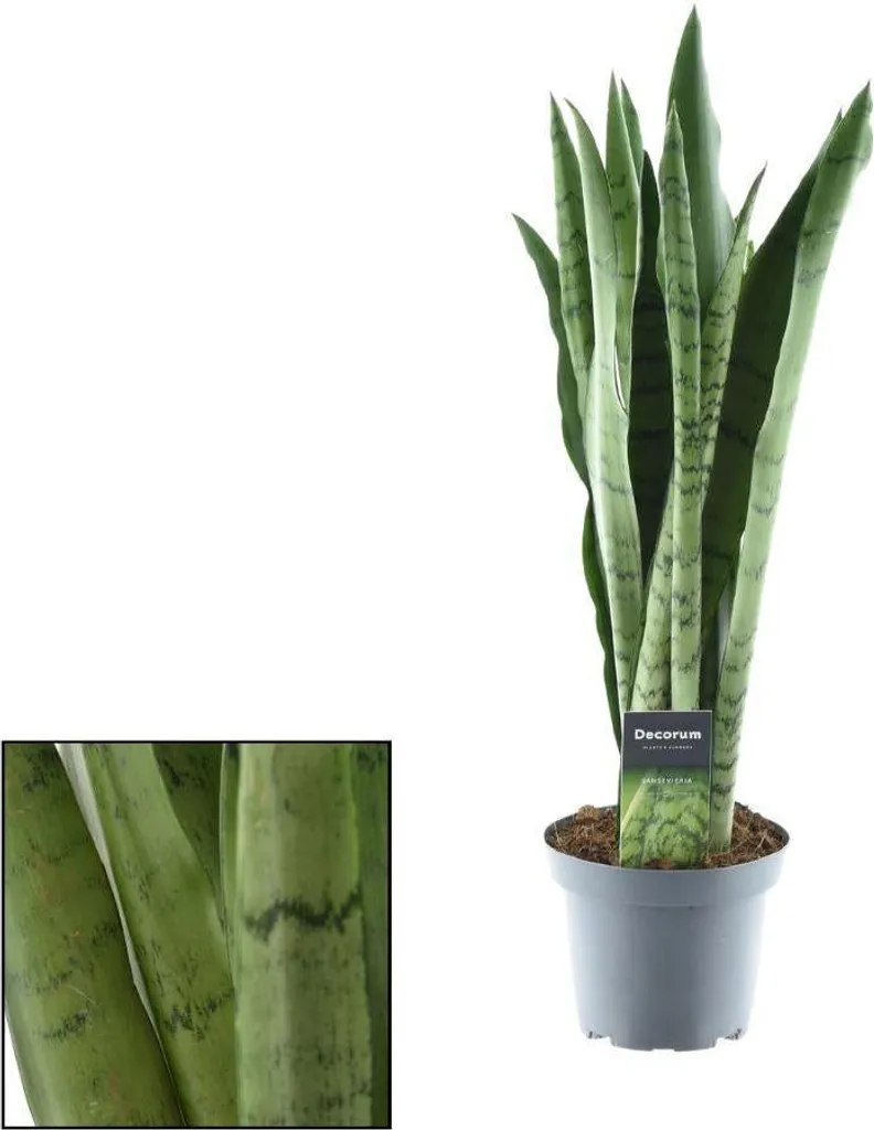 Plante increvable Sansevieria Spearmint - Idéale pour débutants 55cm