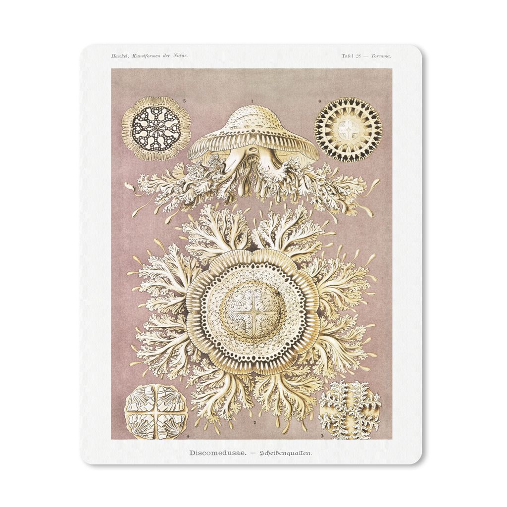 MuchoWow Mauspad Mousepad Jahrgang - Ernst Haeckel - Qualle - Kunst 19x23 cm - Mousepads - Maus Mat - Pad - Mausunterlage - Mauspads - Spielen