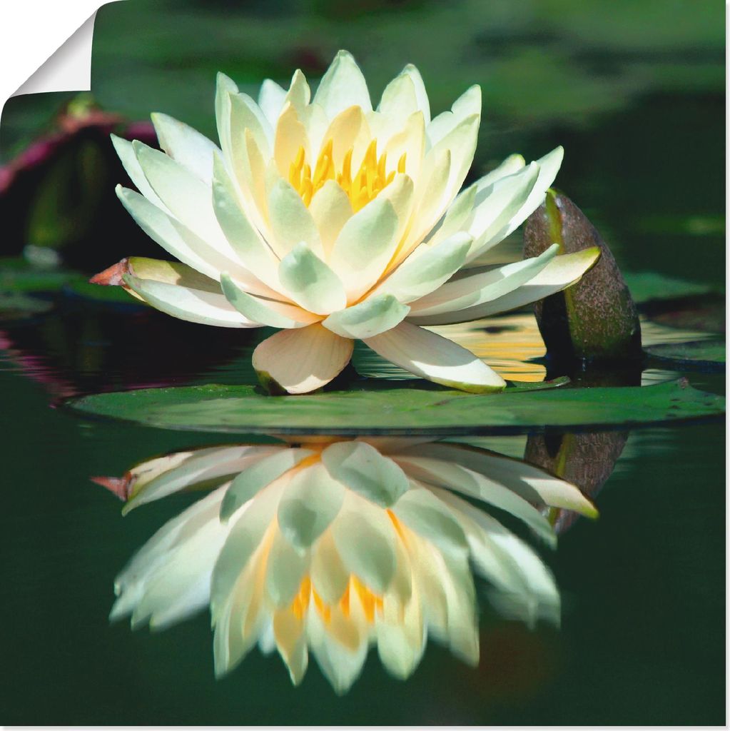 ARTland Poster Wasserlilie mit Spiegelung Größe: 30x30 cm