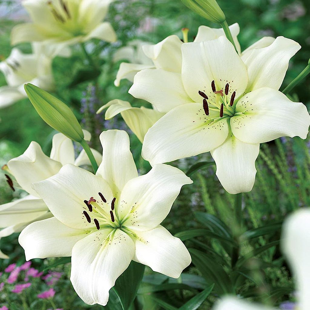 Lilie Lilium Blumenzwiebel Zwiebel Blumen Asiatische Lilie Ercolano 1 St.