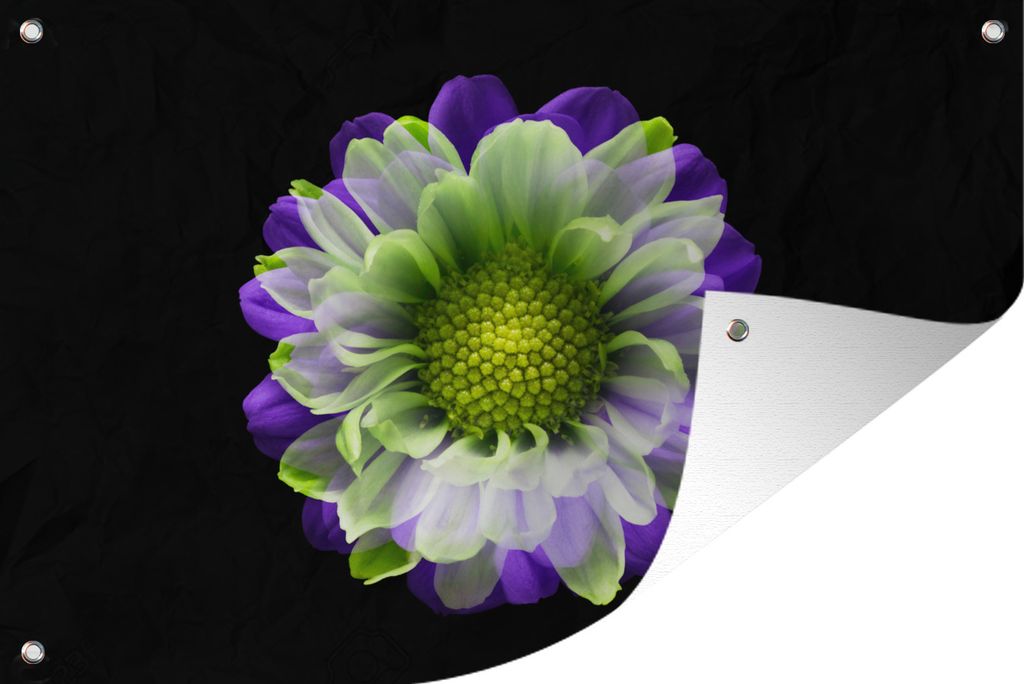 MuchoWow 60x40 cm Outdoor-Poster Gartendeko Sichtschutz Garten Poster für den Garten Lila-grüne Blume auf dunklem Hintergrund