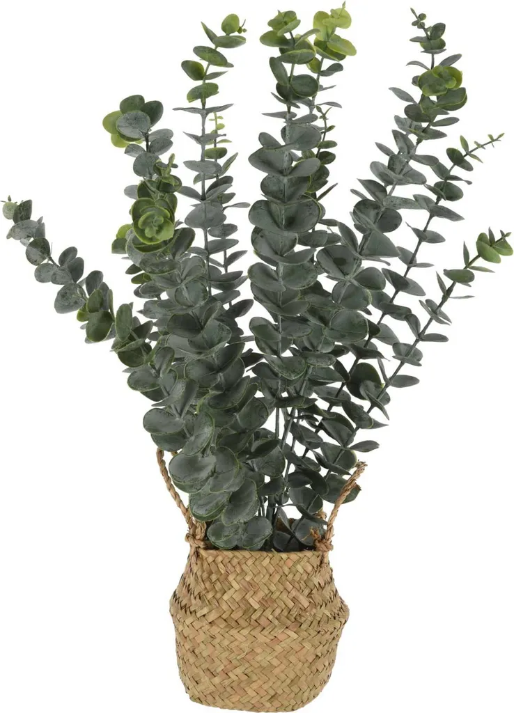Pianta Eucalipto 50cm in Cesto per Ufficio e Negozi | Arredo Pro