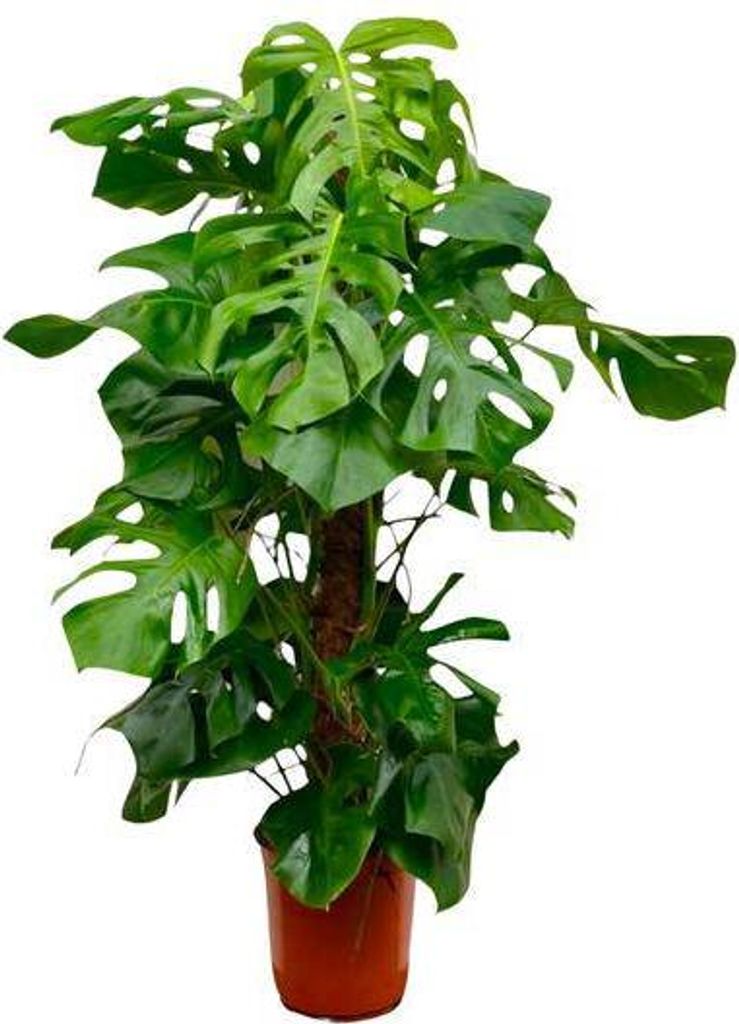 Monstera Deliciosa – pyszna monstera – roślina doniczkowa Zdjęcie produktu 
