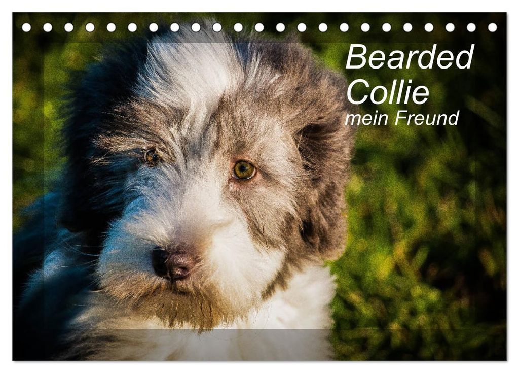 Bearded Collie, mein Freund (Tischkalender 2027 DIN A5 quer), CALVENDO Monatskalender