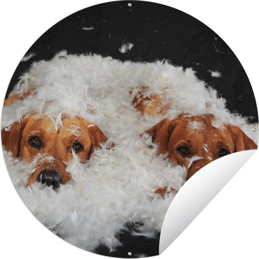 MuchoWow Gartenposter Outdoor-Poster Rund Versteckte Labradore zwischen den Federn Ø 150 cm Gartendeko Rundes Poster draußen