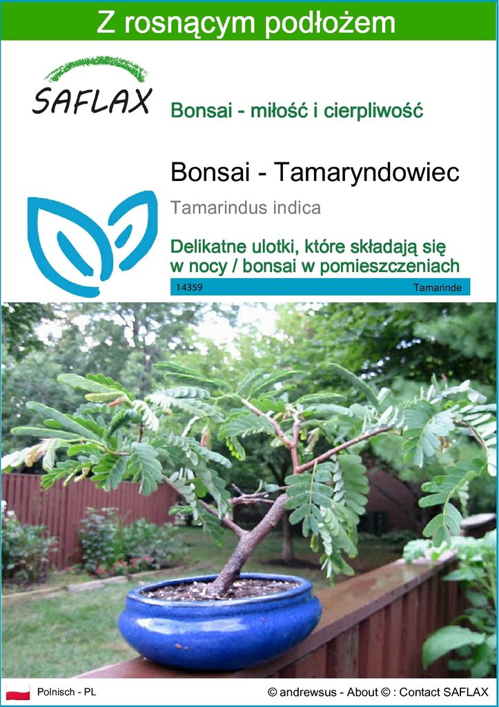 SAFLAX - Bonsai - Tamaryndowiec - 4 Nasiona - Z podłożem Zdjęcie produktu 