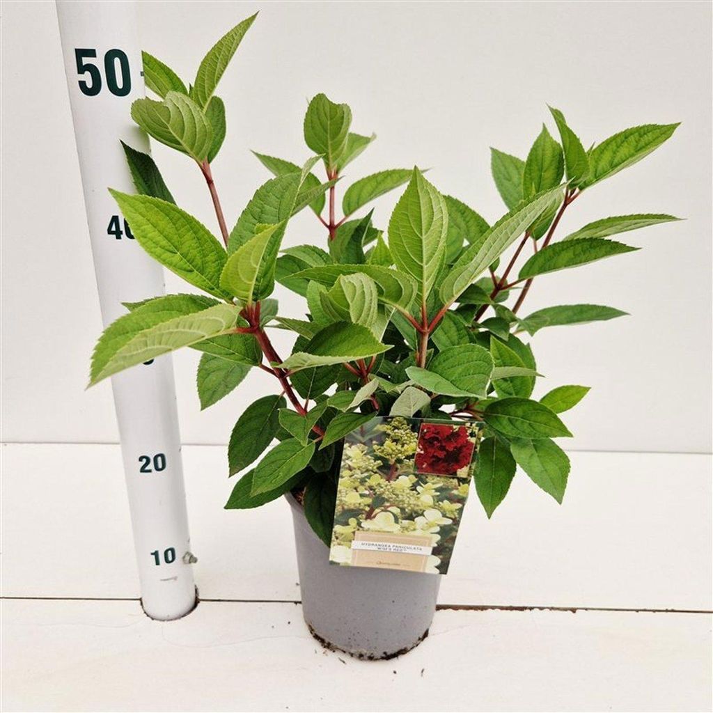 Hydrangea pan. ‘Wim's Red’ PBR - Hortensie | 25-30 cm im Topf