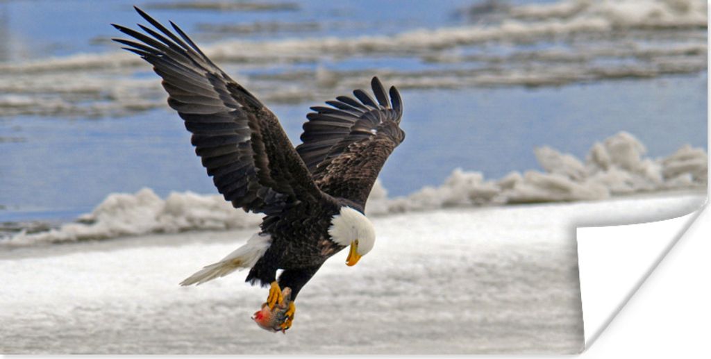 MuchoWow Poster Weißkopfseeadler - Weißgesicht - Fliegen - Vogel - Adler - Fisch 150x75 cm - ohne Rahmen