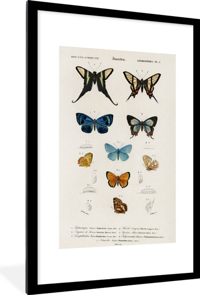 MuchoWow MuchoWow Gerahmtes Poster Schmetterling - Vintage - Insekten 60x90 cm - Poster mit zchwarzem Bilderrahmen - Dekoration - Wandposter Wo...