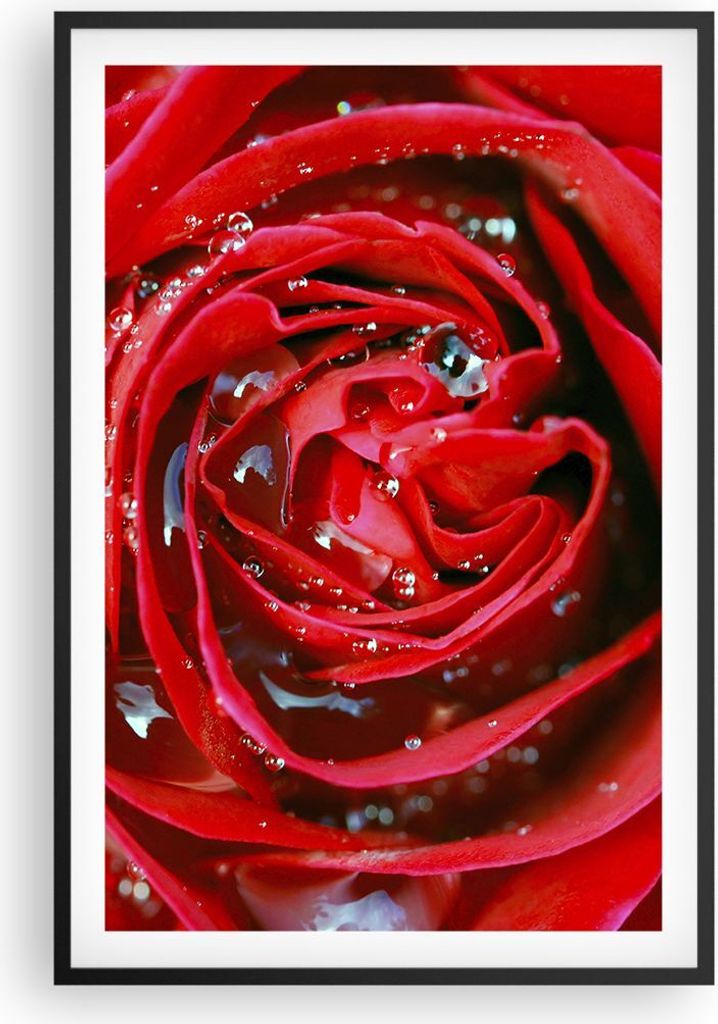 Gerahmtes Poster - Schwarzer Rahmen - Rose Blume Blütenblätter Tau - 61x91,5 cm - Wand Bild - Wanddeko - Wandbilder - Wandposter - Bilderrahmen -...