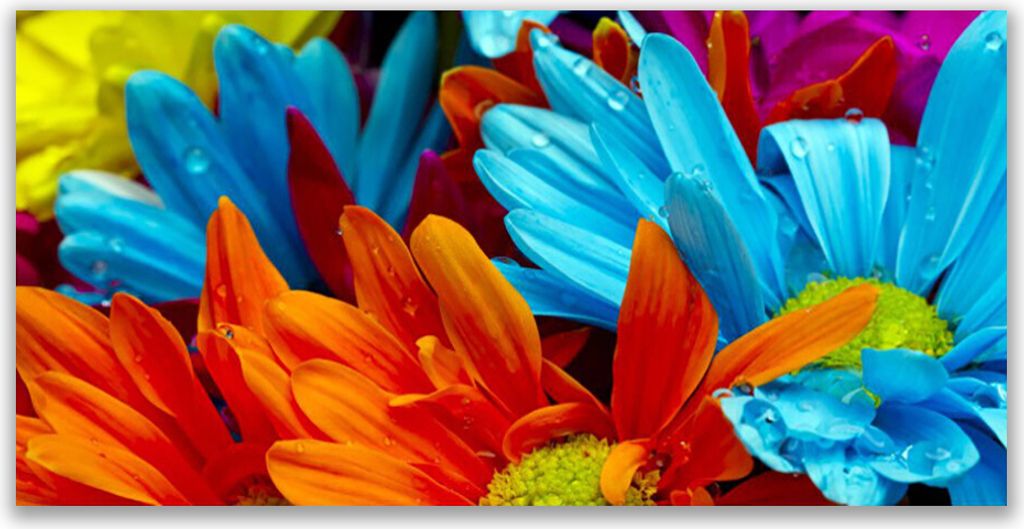 Küchenrückwand aus Glas 120x60cm Spritzschutz Blumen Pflanzen