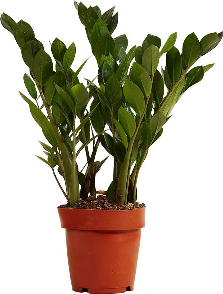 Bloomique - Zamioculcas Zamiifolia - Palmier d'intérieur - Image du produit 