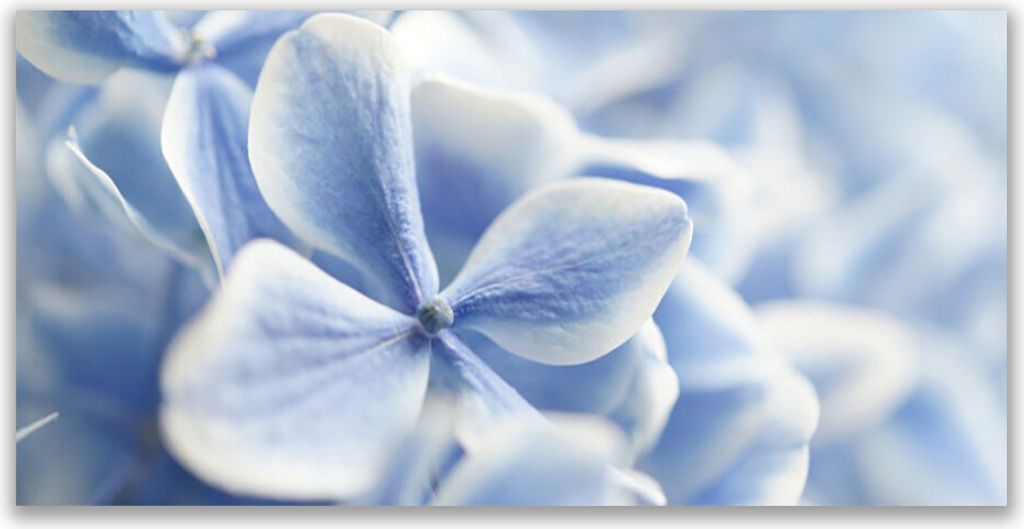 Glasbilder 140x70 Wandbild Druck auf Glas Blumen Pflanzen