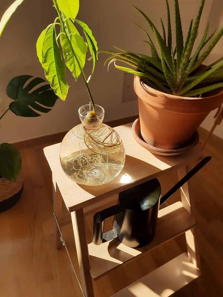Germoir de Qualité pour Noyaux d'Avocat - Kit de Culture Green Harmony
