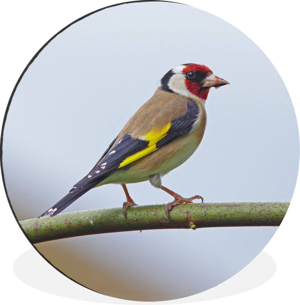 MuchoWow Aluminium Wandkreis Ein bunter Fink auf einem Ast Ø 30 cm Wanddeko Modern Wohnzimmer - Wand Bild - Wohnzimmer - Runde Bilder - Alubilde...