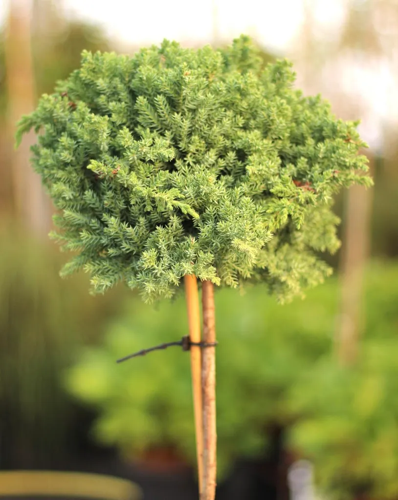 Juniperus Nana sur tige 40 cm feuillage persistant résistant au froid
