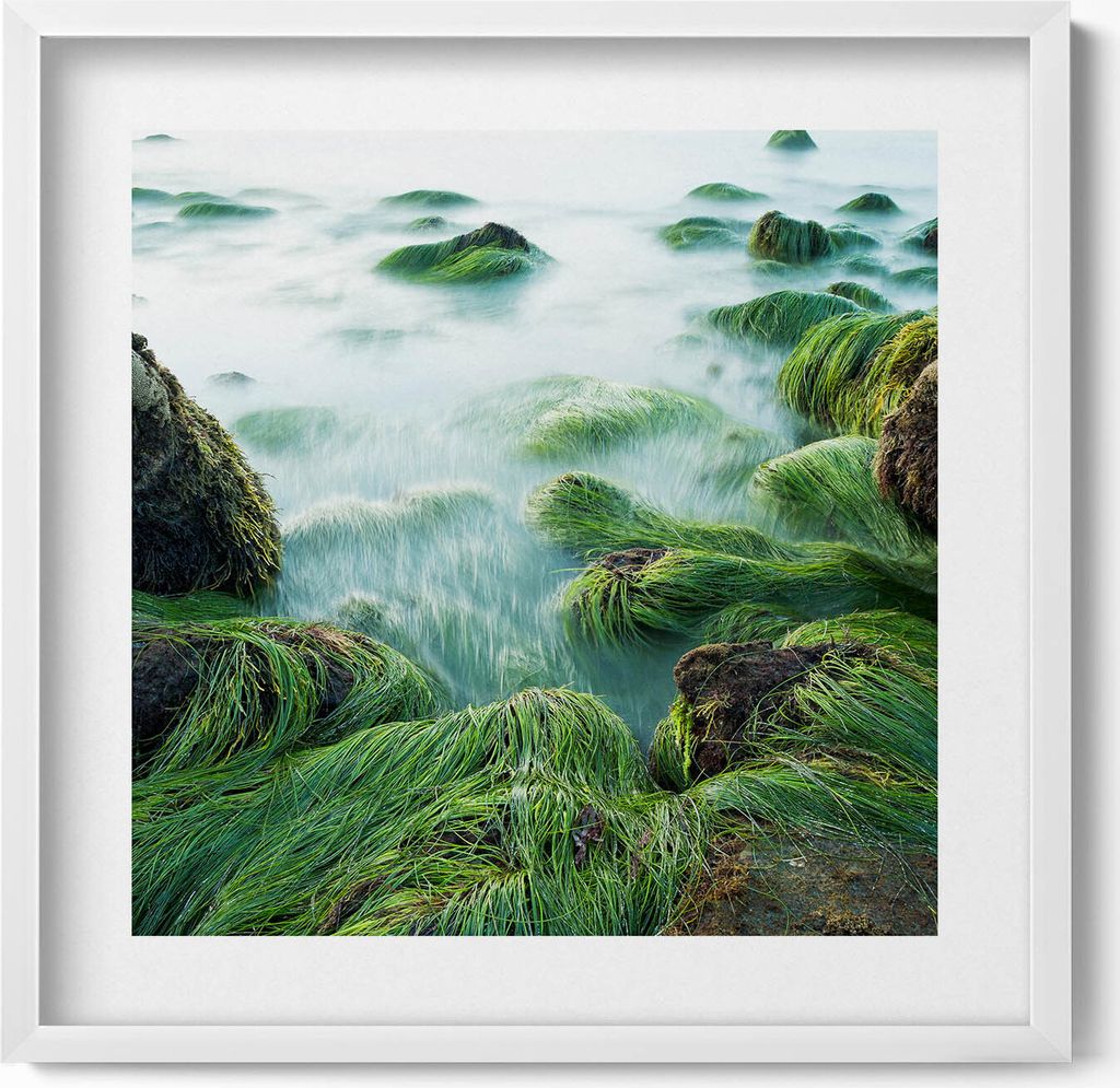 Gräser an einem Flussufer– Wandbild mit Rahmen – Gerahmtes Bild – Wanddekoration – 50x50 cm – Weiß Rahmen