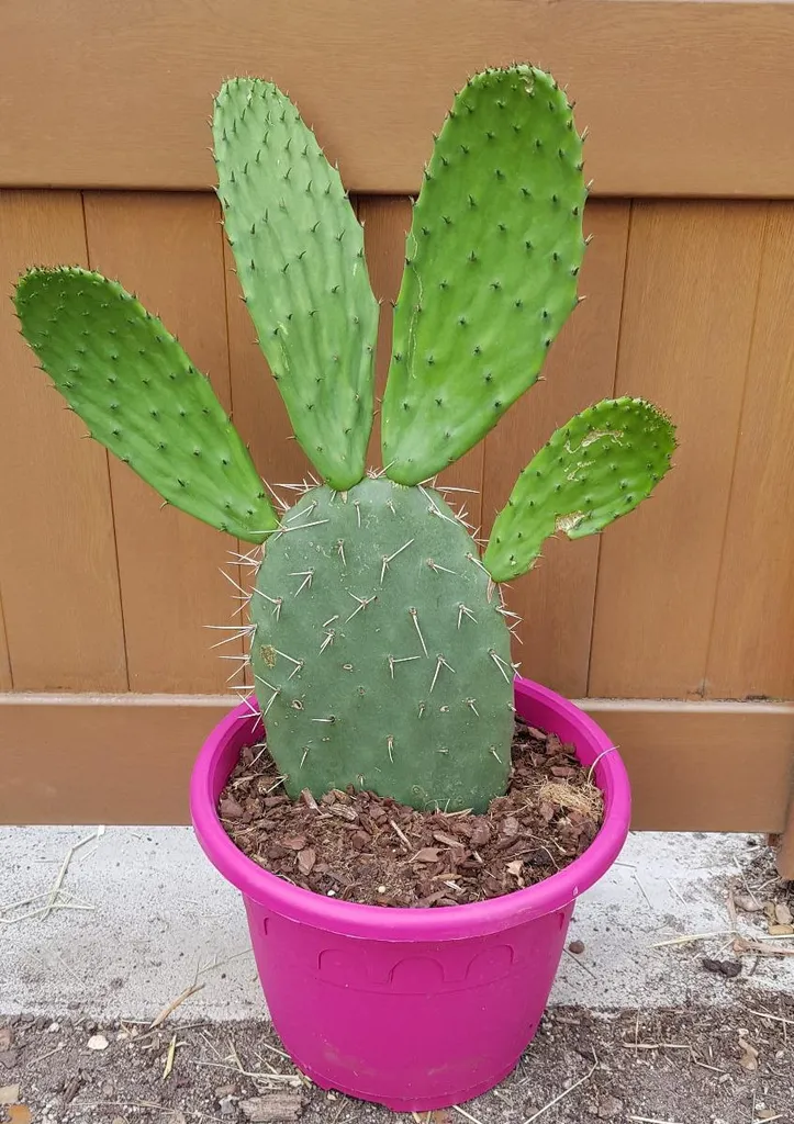 Cactus Nopal de Cerro Blanca Cristalina - Plante Grasse d'Extérieur