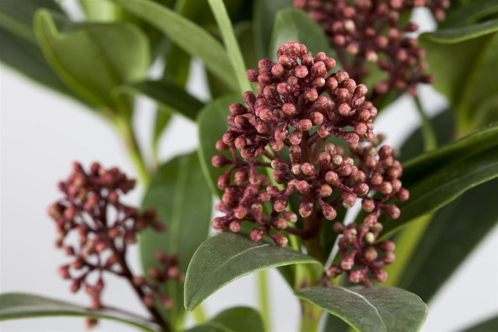 Skimmia japonica 'Rubella', immergrün, rote Knospen, 25–30 Produktbild 