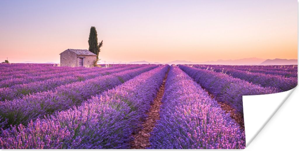 MuchoWow Poster Lavendel - Sonnenuntergang - Lila - Blumen 120x60 cm - Bild