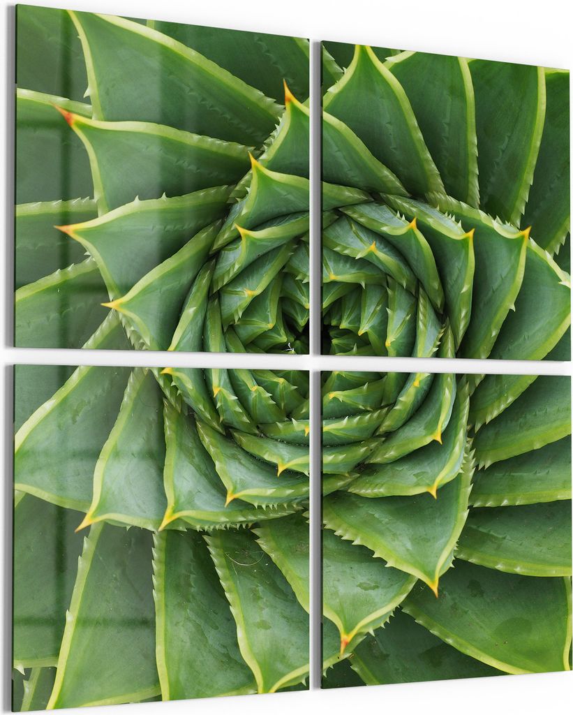 DEQORI Glasbild Echtglas 4x50x50 cm 'Alchemie der Aloe' Wandbilder XXL groß