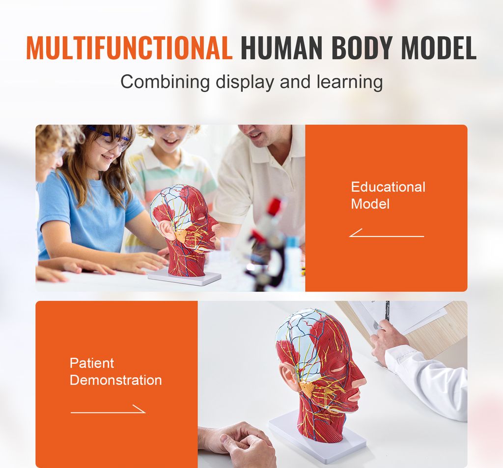 VEVOR Gefäßmodell des Kopfes Menschliche Anatomie Gehirn Produktbild 6