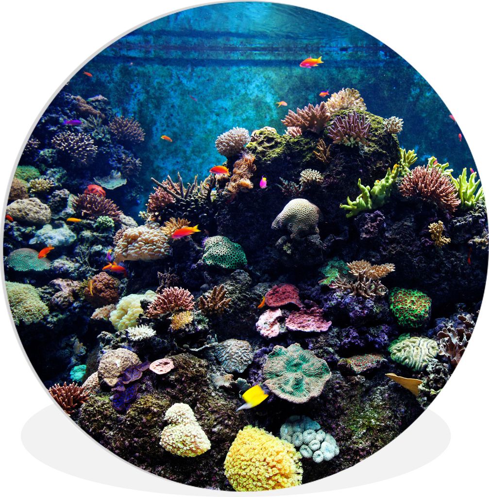 MuchoWow Rundes Wandbild - Runde Bilder Aquarium mit tropischen Fischen und Korallen Ø 90 cm Kreis Wanddekoration Kunststoff - Wandkreis - Wands...