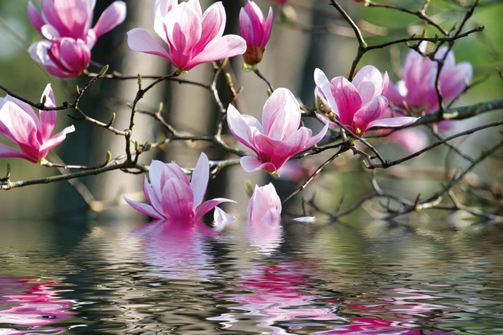 Blumen Kunstdruck Bild - Magnolienblüten Spiegeln Sich Im Wasser (120 x 180 cm)
