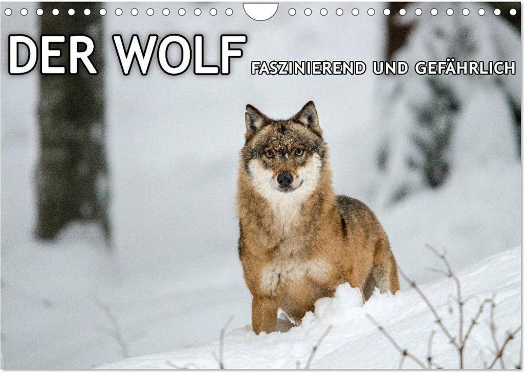 DER WOLF - faszinierend und gefährlich (Wandkalender 2026 DIN A4 quer), CALVENDO Monatskalender